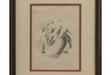 Lasar Segall (1891-1957), Tocador de violão, 1946 - Litografia a cores<br>Ass. Inf. Direito<br>Ilustração para album " Poemas Negros" de Jorge Lima. Obra reproduzida no álbum "A Gravura de Segall",...