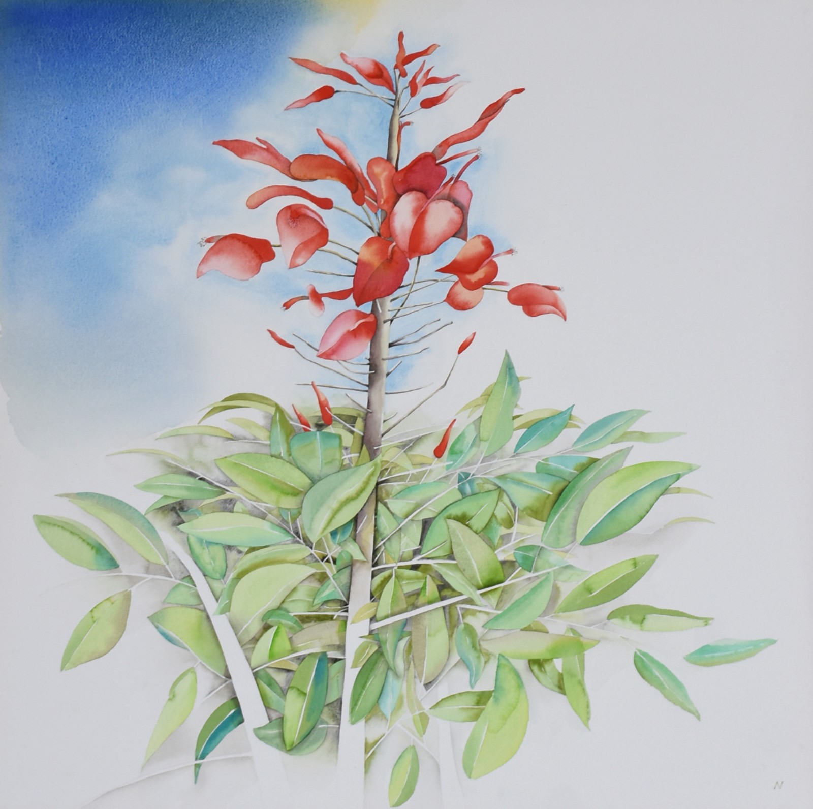 Nemer (1945), Vegetação - foto 1 de 4