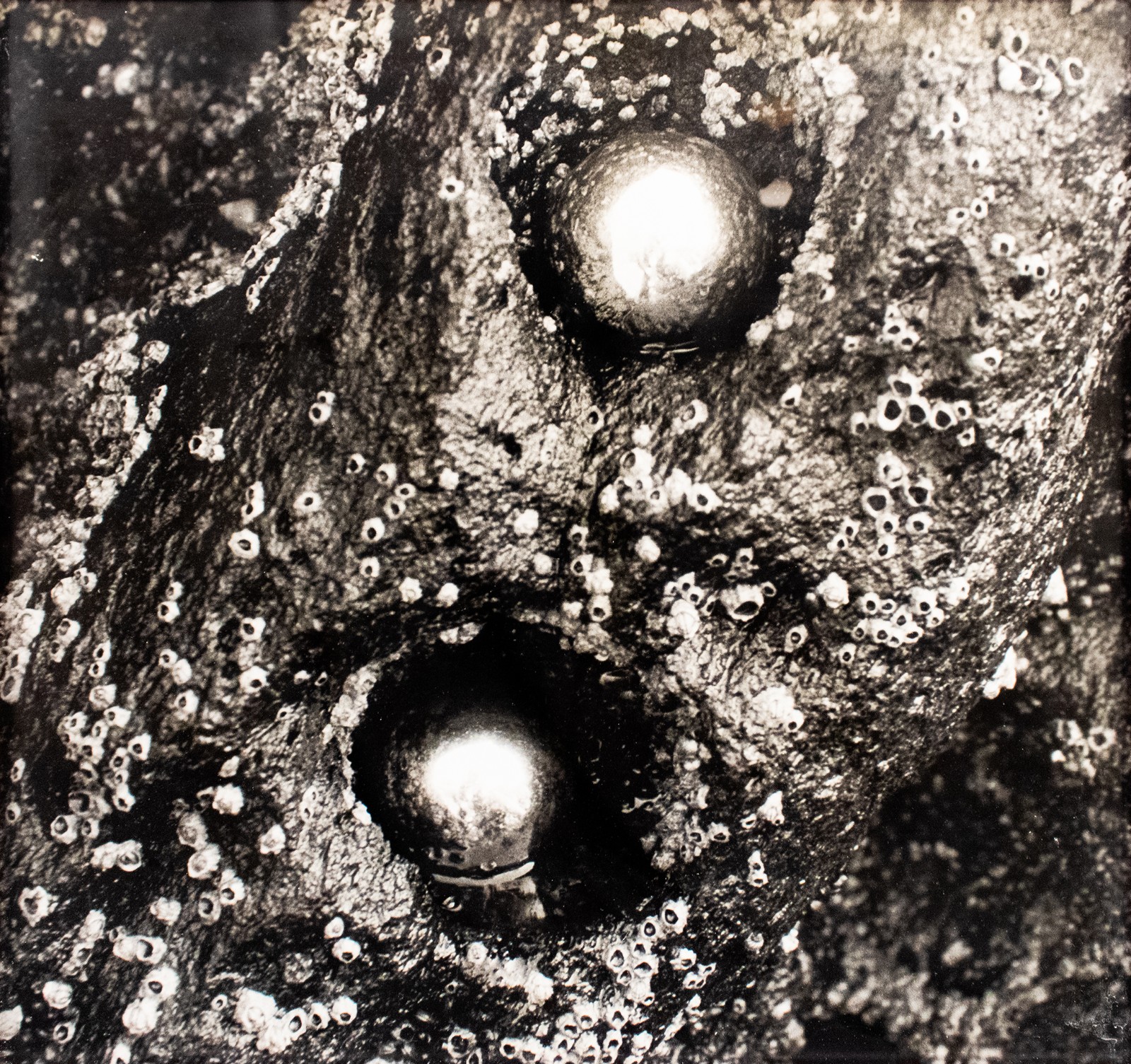 Esferas - Ouriço, Nº2, 2001-2004 - foto 2 de 4