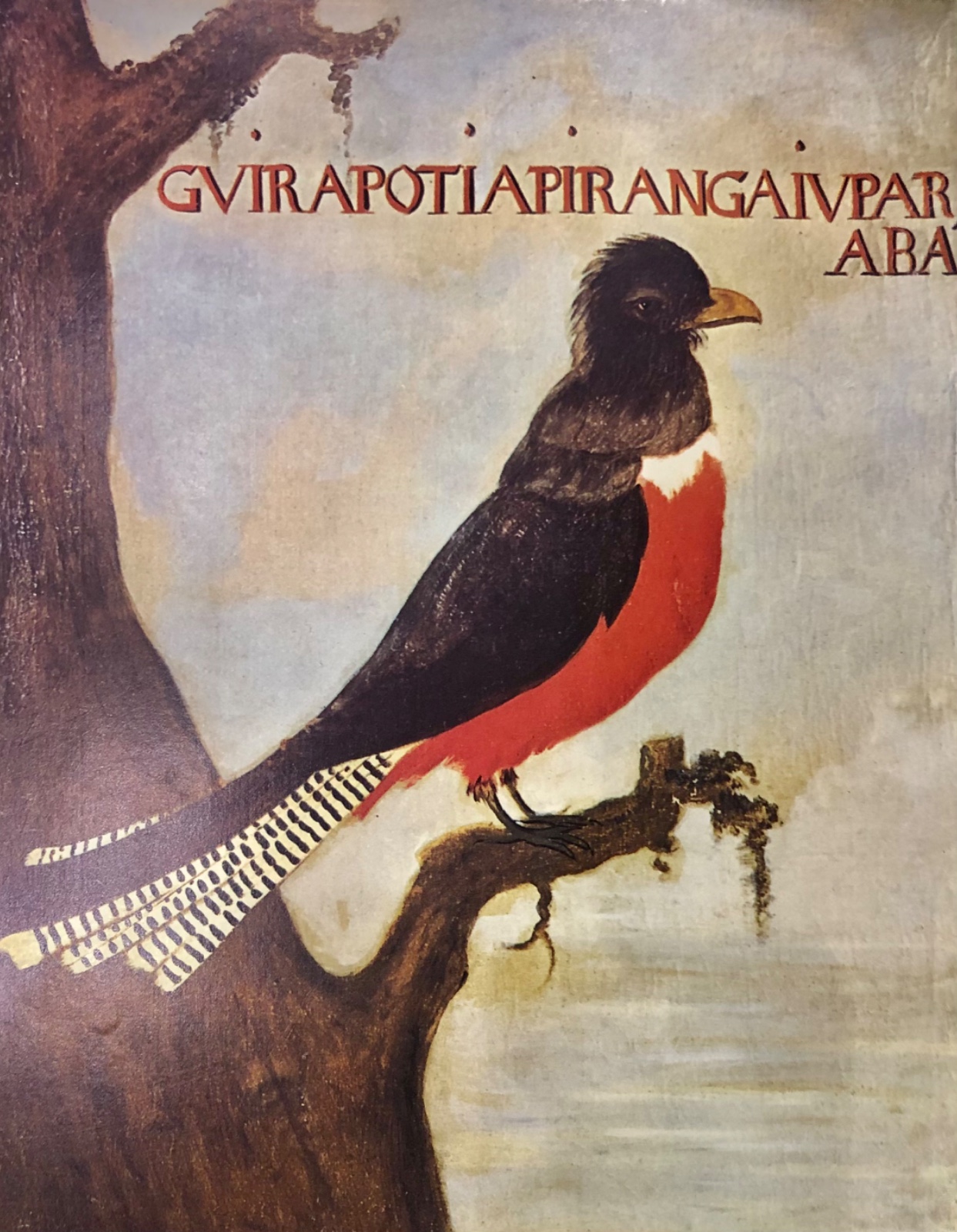 Birds of Brazil, 1970 - foto 6 de 7