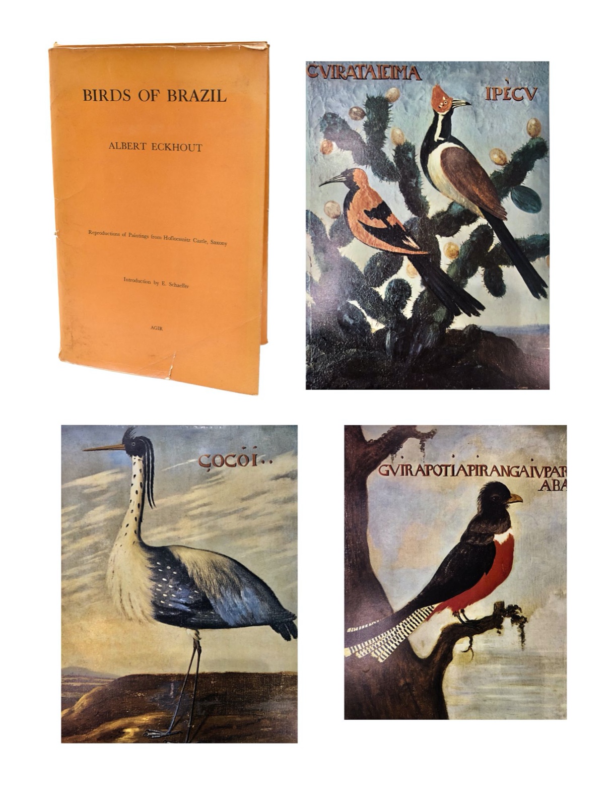 Birds of Brazil, 1970 - foto 1 de 7