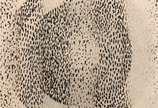 Yaacov Agam (1928), Sem titulo - Holograma<br>Ass. inf. direito 