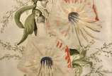 Georgina de Albuquerque (1885-1962), Flores - Aquarela s/ papel<br>Ass. inf. esquerdo 