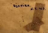 Djanira (1914-1979), N.V. 47  - Grafite s/ papel<br>Ass. sup. direito 