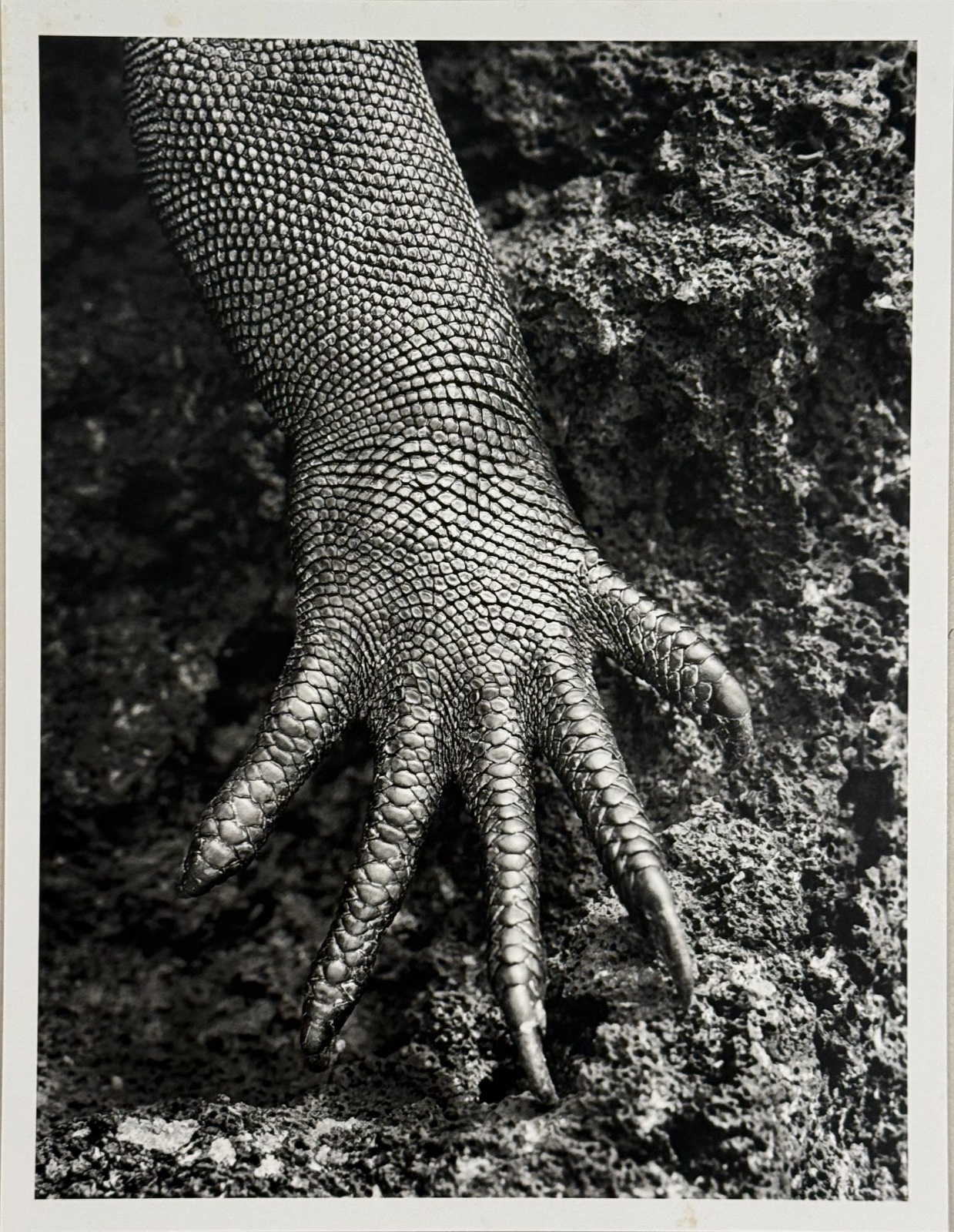 Sebastião Salgado (1944-2025), Galapagos - Ecuador, 2004