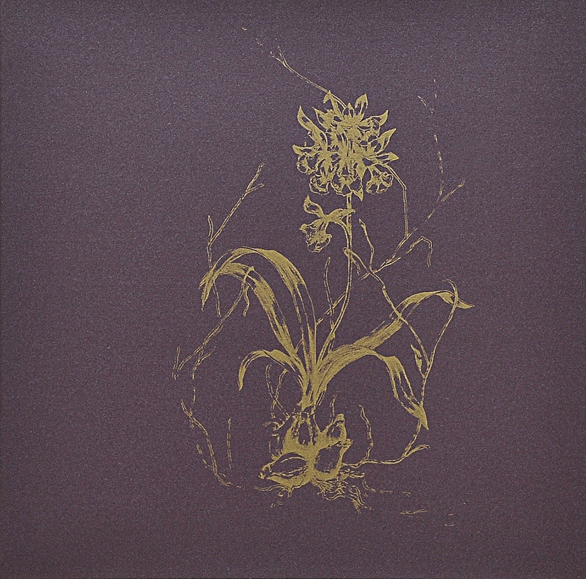 Plantas - foto 2 de 2