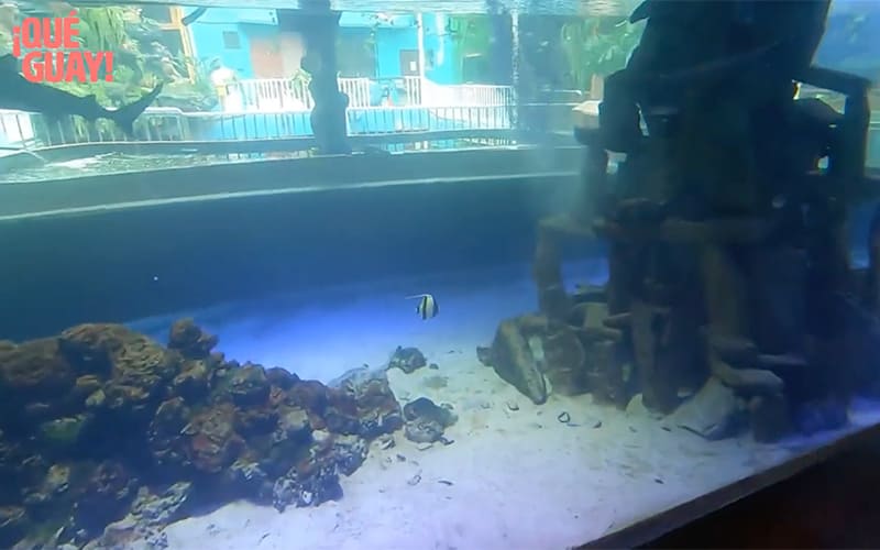 Acuario Nautilus