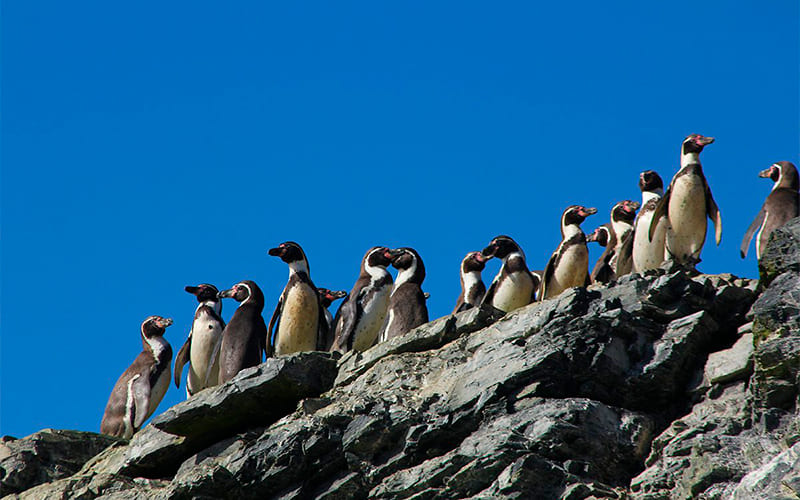 Archipiélago Humboldt