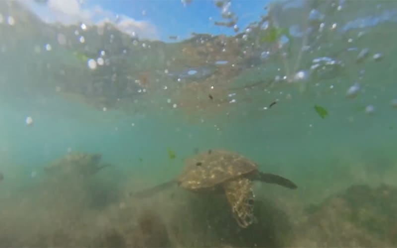 Tortugas marinas en Chile