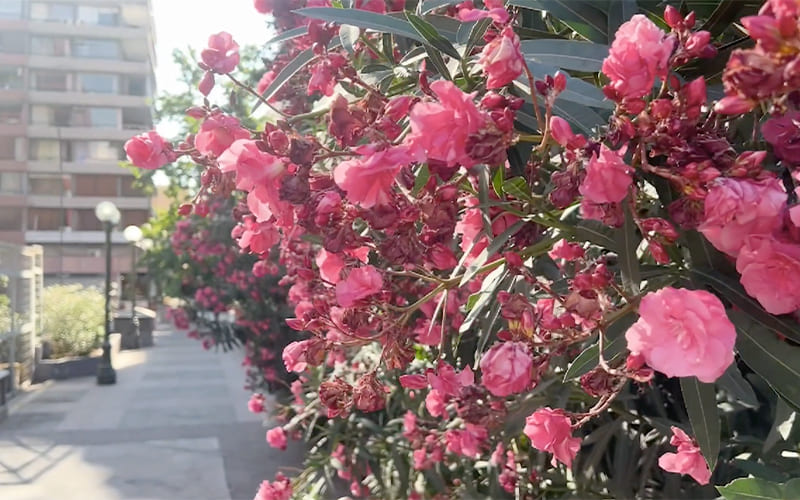 Background banner image