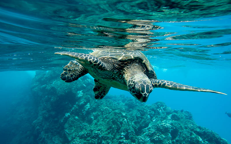 Conoce las tortugas marinas en Chile