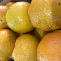Laranja charmute kg