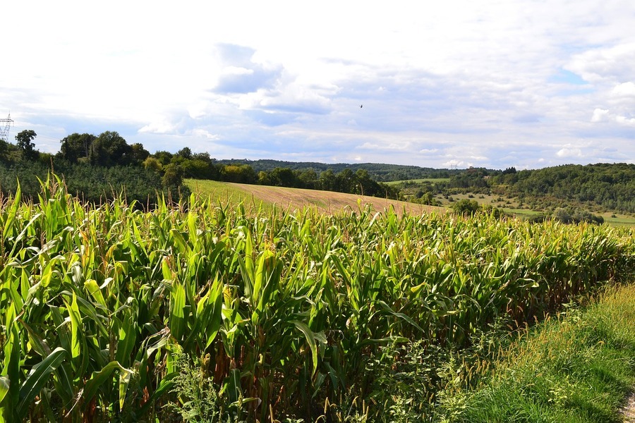 Corn fields 928366 1280
