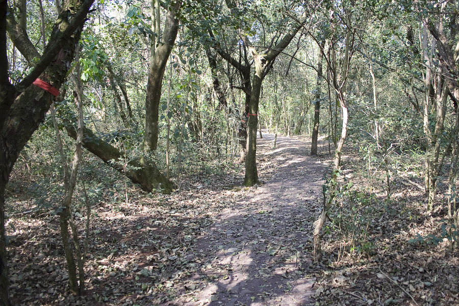 Horto florestal  1