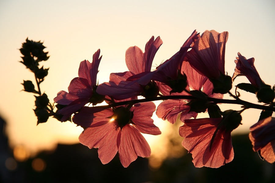 Flower 646127 1280