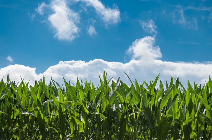 Corn field 440338 1280