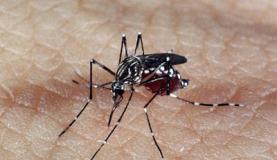 Aedes dengue 1