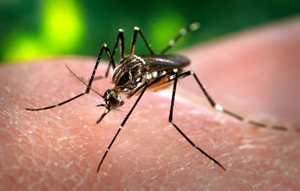 Zika 2