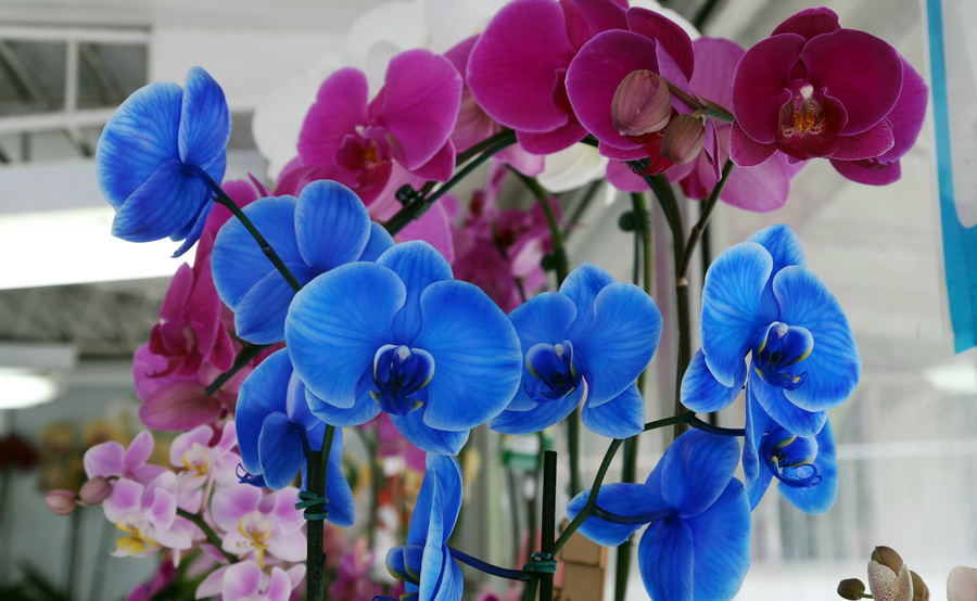 Flores2