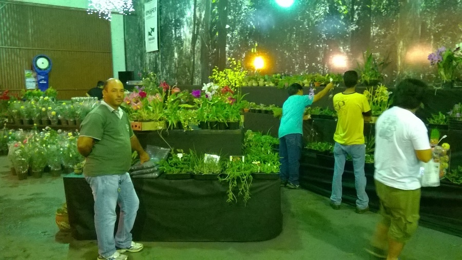 Flores5