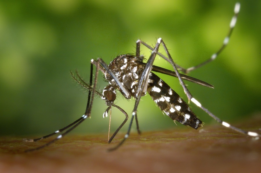 Tiger mosquito 49141 1920