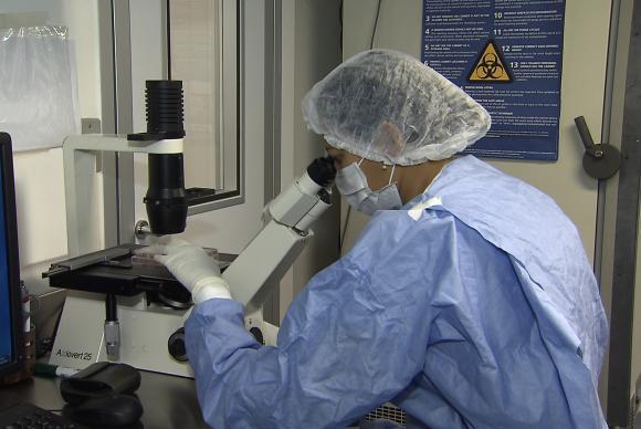 Zika reprodu%c3%a7%c3%a3o tv br