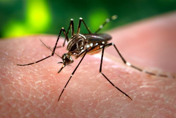 Mosquito da dengue02