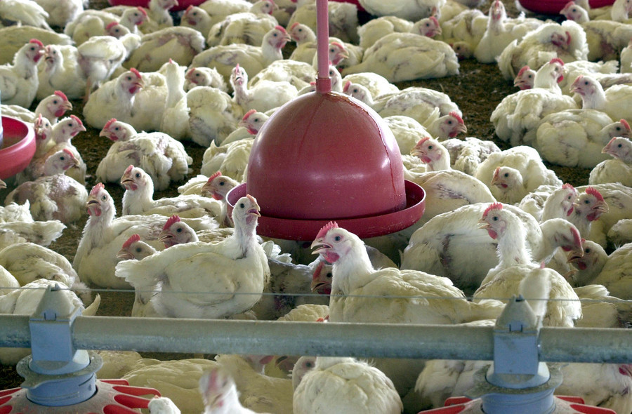 Aves ag br