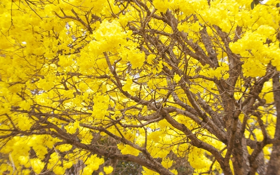 Ip%c3%aa amarelo