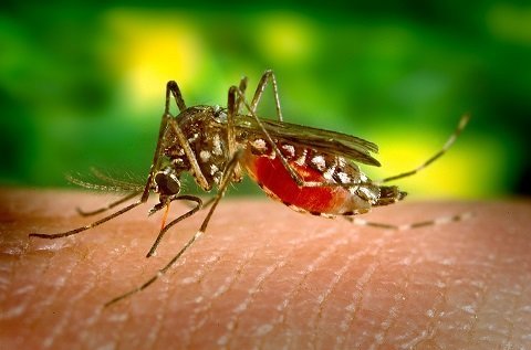 Mosquito da dengue