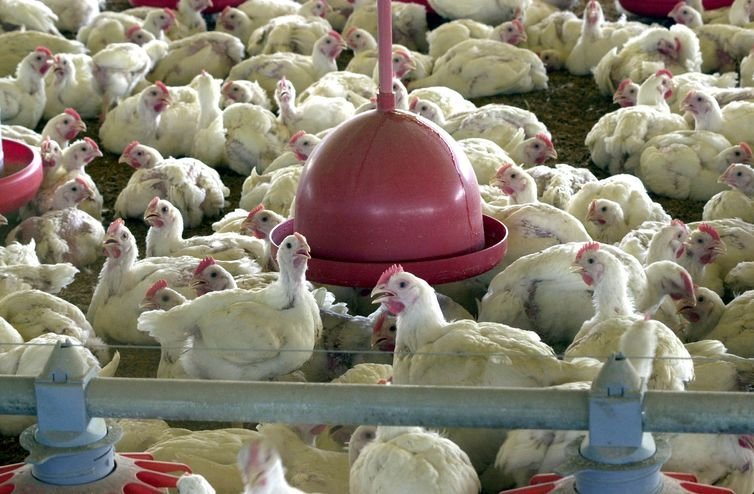 Aves  arquivo ag%c3%aancia brasil