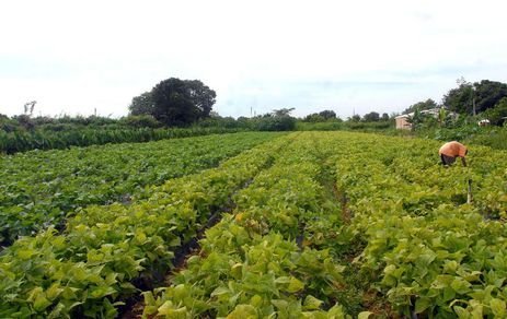 Lavoura agricultura familiar