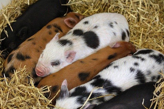 Piglets 1010802 640