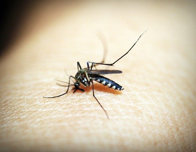 Mosquito 1548947 640