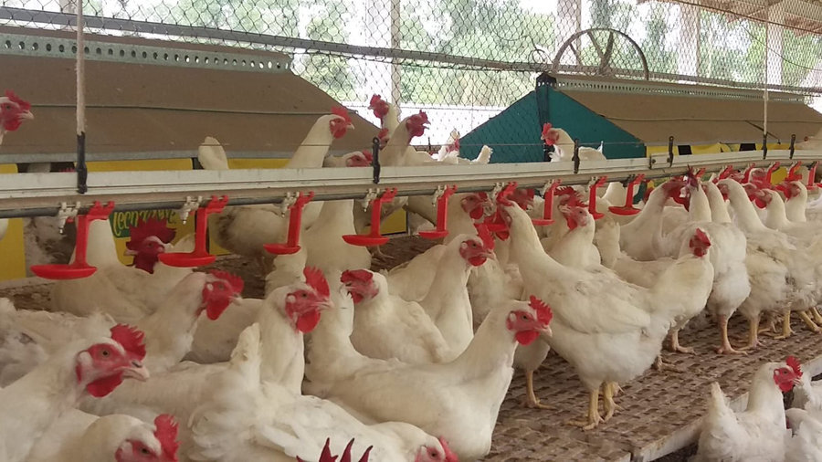 Brf conquista certifica%c3%a7%c3%a3o internacional de boas pr%c3%a1ticas em bem estar animal em santa catarina