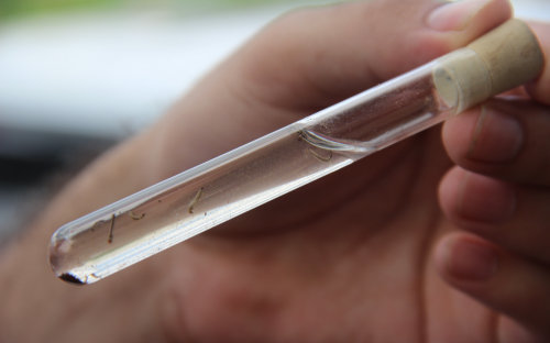 Dengue notifica%c3%a7%c3%b5es crescem vertiginosamente e toledo pode entrar em epidemia