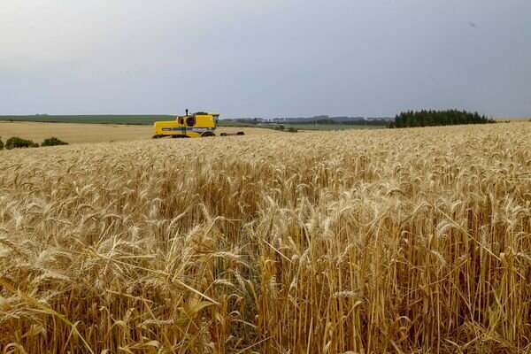 Colheita de trigo regiao de tibagi   setembro 2021   foto gilson abreu   aen 4 0