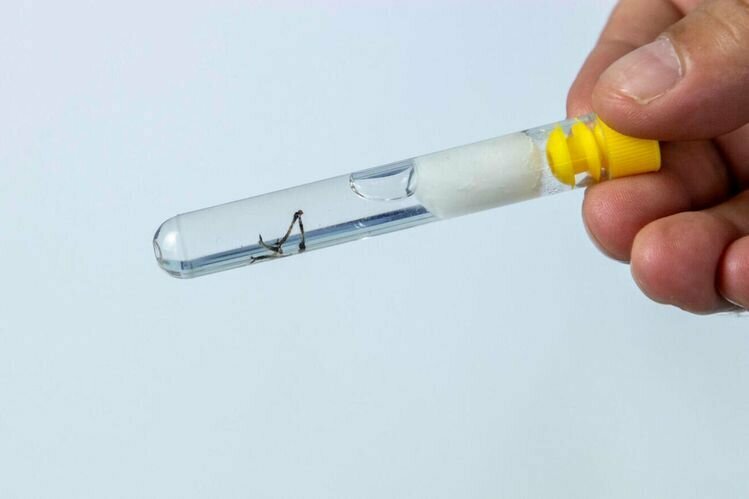 Vigilancia epidemiologica dengue 140121 foto fabio ulsenheimer 1.jpg 0 %282%29