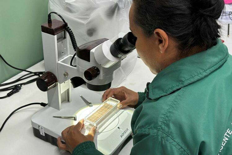 F endemias analise ovitrampas wanderson schumacher 28