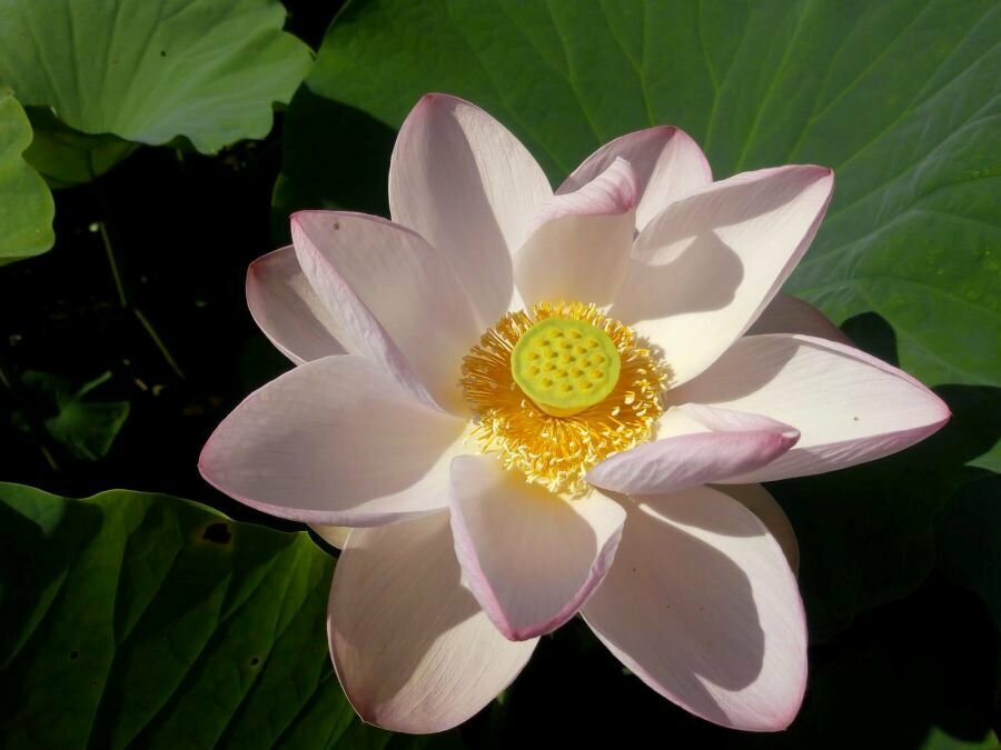Flor de lotus