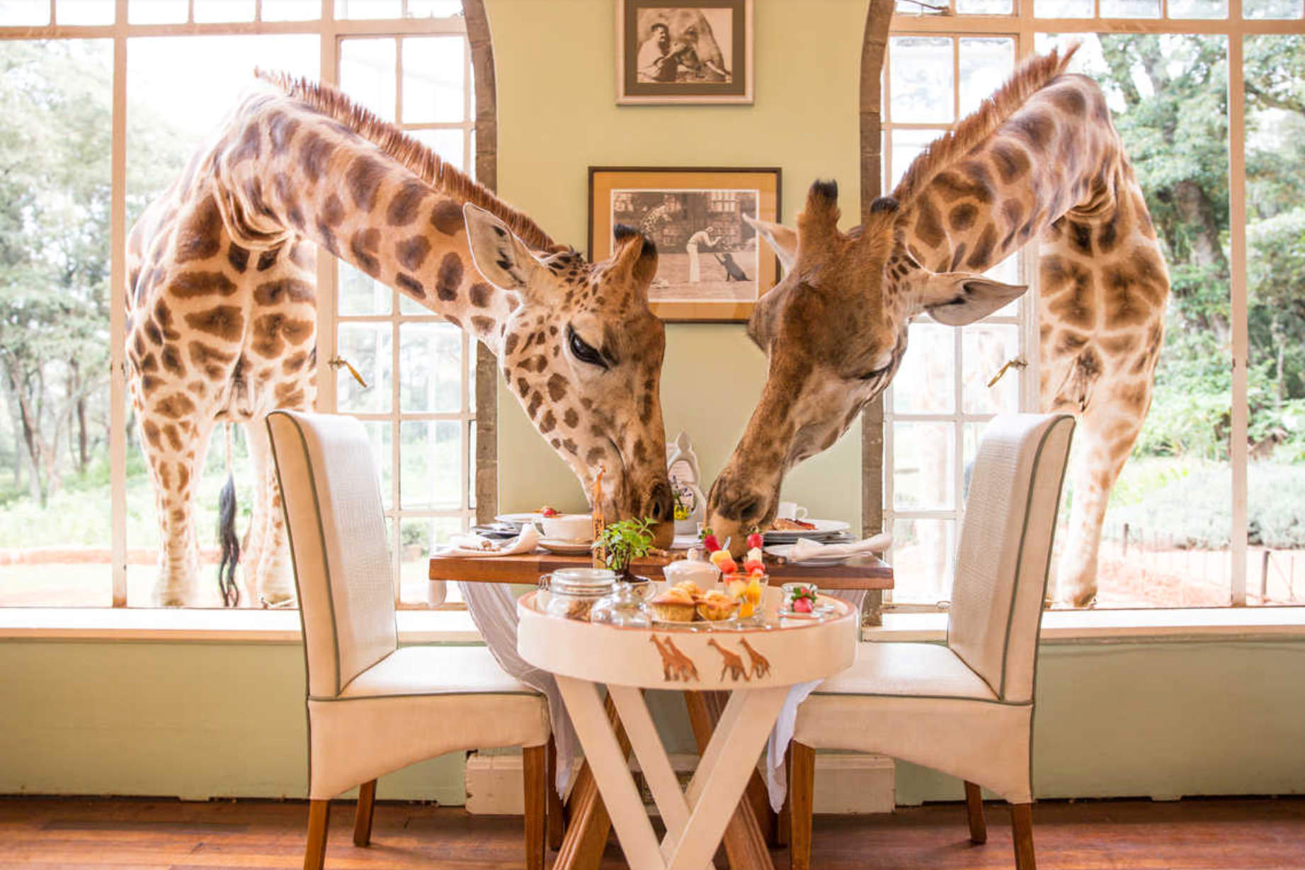 Lua de mel: Hotel no Quênia tem girafas soltas pela propriedade