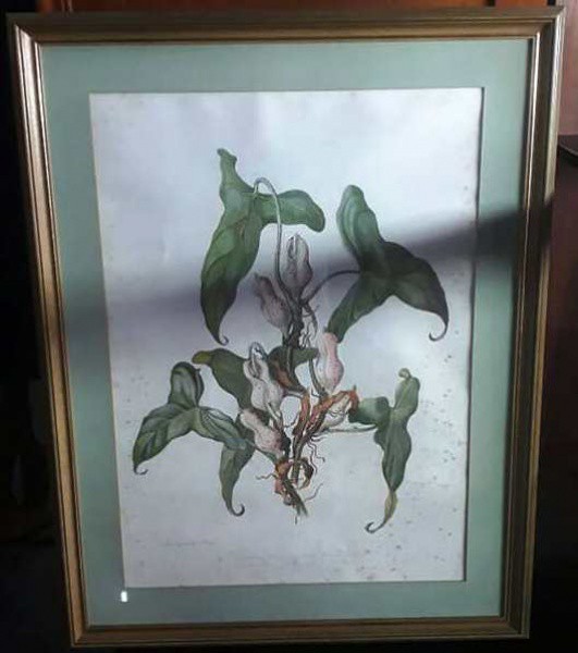 Margaret Mee - gravura com tema botânico do Amazonas, assinada e datado outubro 1977. emoldurado em