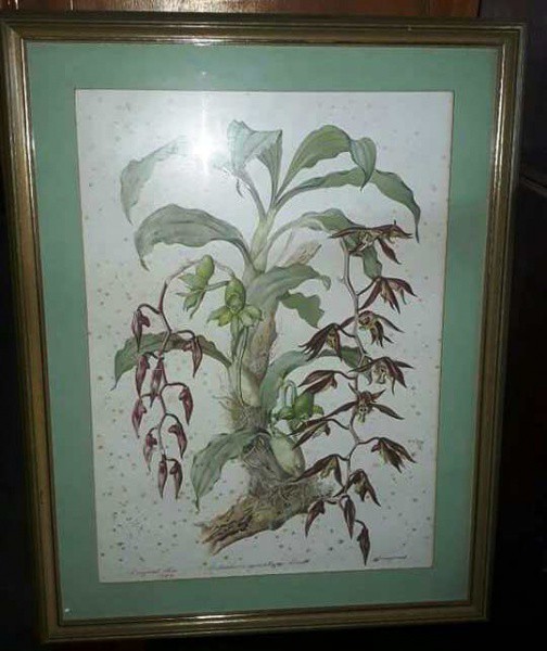 Margaret Mee - gravura com tema botânico do Amazonas, " catasetum saccatum lindl"  assinada