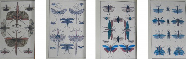 Coleção de 4 litogravuras, representando insetos,medindo 39 cm x 24 cm (cada uma delas) EMOLDURADO