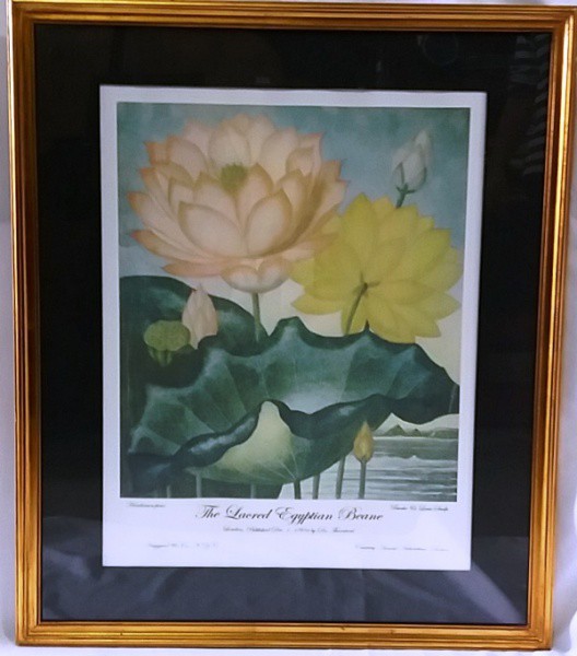 Estampa emoldurada ` The Lacred Egyptian Beane` medida total com moldura aprox. 69 x 59 cm