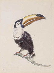 Tucano - Candido Portinari (1903-1962)