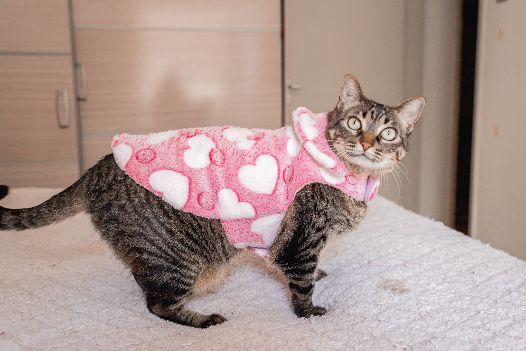 Roupinha pet