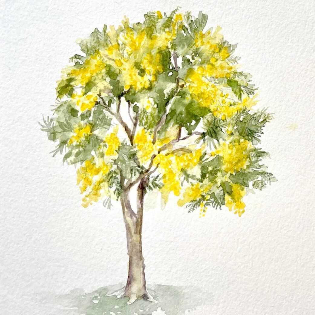 Apoio MIMOSA