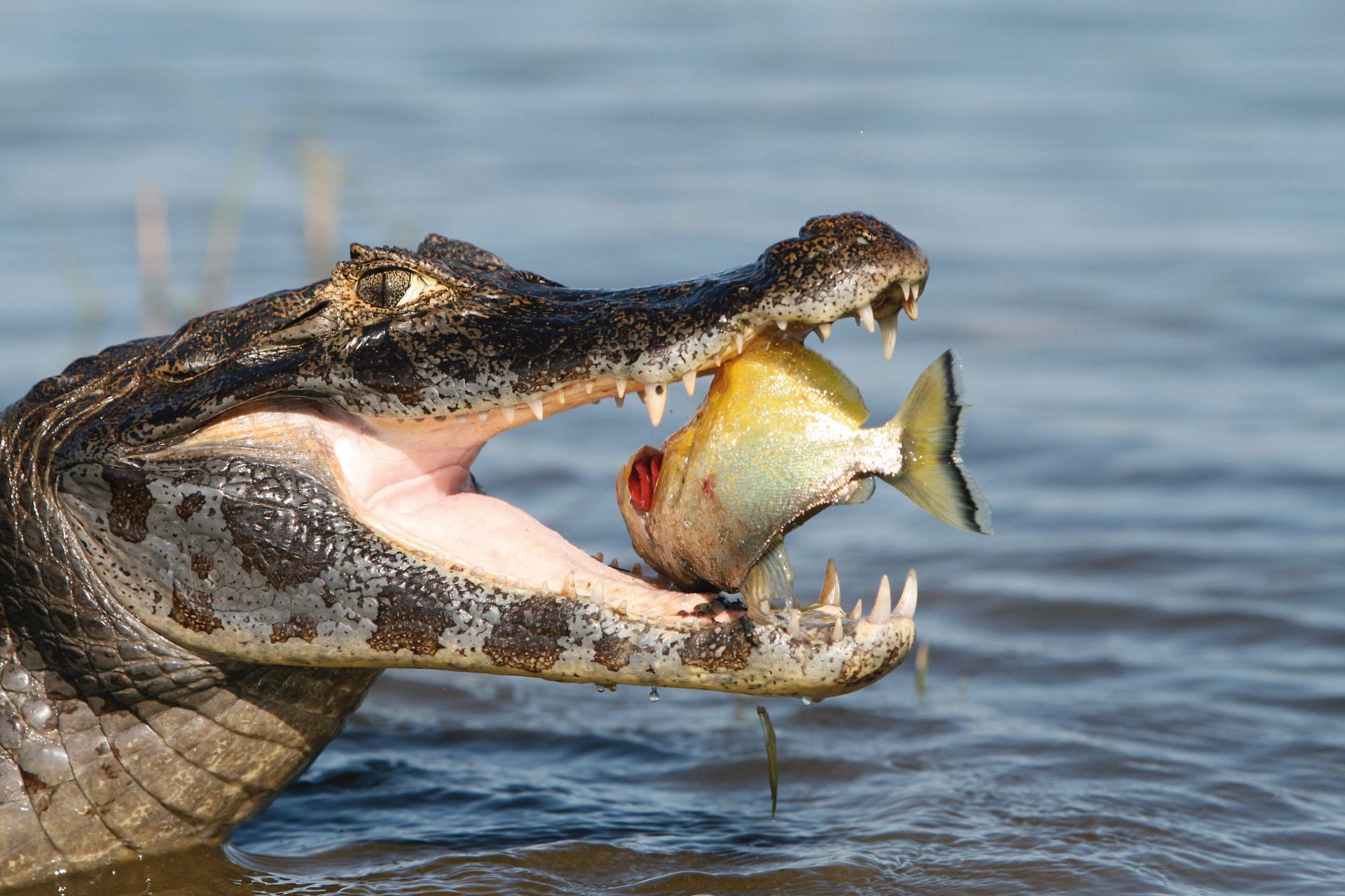 Premiada foto del yacaré por The Conservation Land Trust
