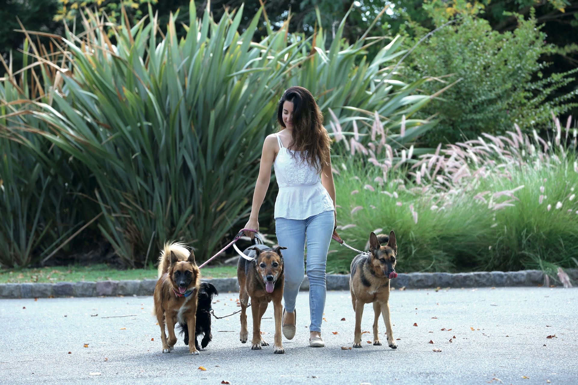 Paseando a los cuatro que hoy viven con ella: Zorrito, Coquito (en tránsito), María y Amelie.